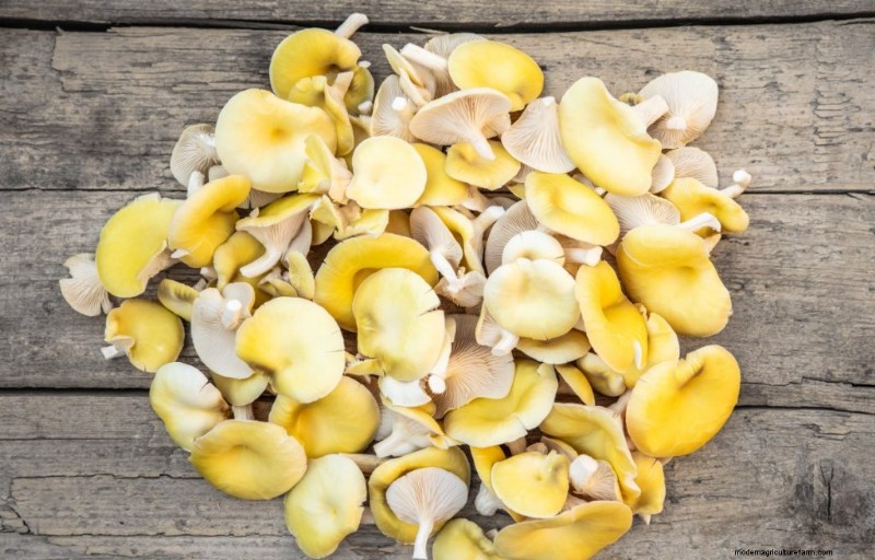 Yellow Oyster Mushrooms: A Comprehensive Guide to Growing & Enjoying