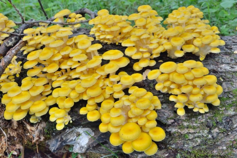 Yellow Oyster Mushrooms: A Comprehensive Guide to Growing & Enjoying