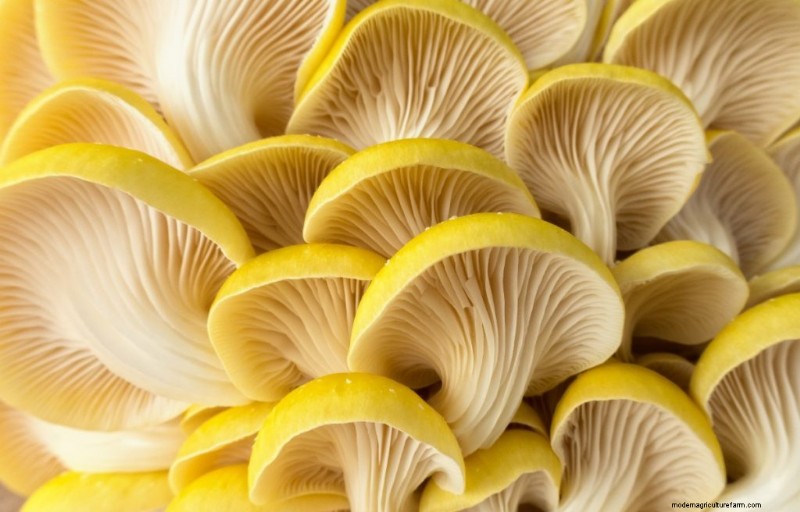 Yellow Oyster Mushrooms: A Comprehensive Guide to Growing & Enjoying