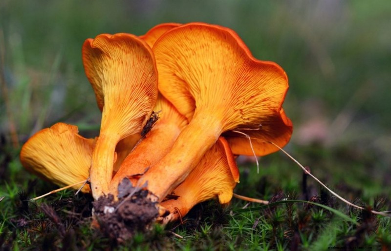 Yellow Oyster Mushrooms: A Comprehensive Guide to Growing & Enjoying