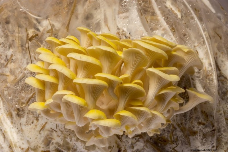 Yellow Oyster Mushrooms: A Comprehensive Guide to Growing & Enjoying