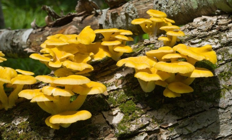 Yellow Oyster Mushrooms: A Comprehensive Guide to Growing & Enjoying