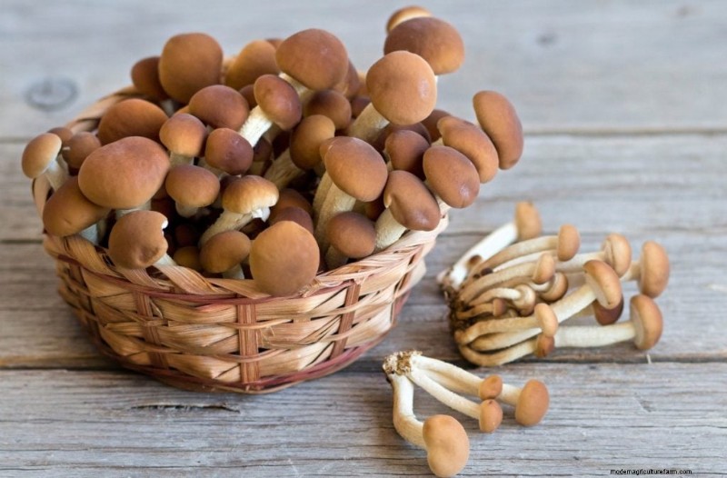 Pioppino Mushrooms: A Comprehensive Guide to Flavor, Foraging & Cooking