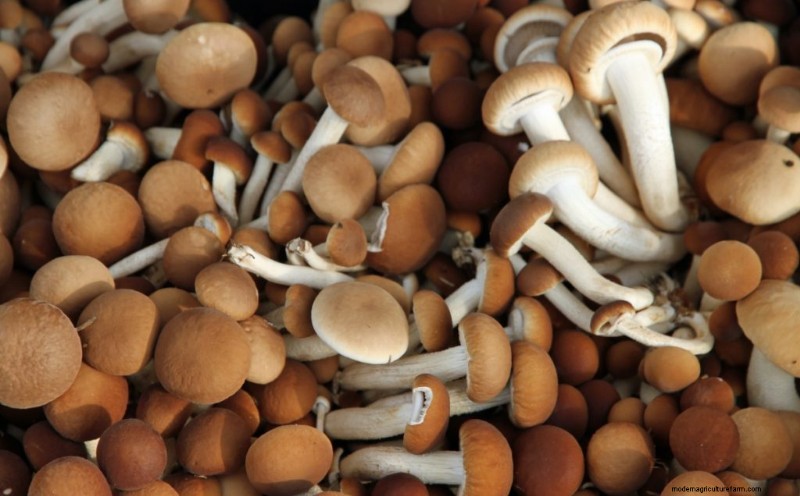 Pioppino Mushrooms: A Comprehensive Guide to Flavor, Foraging & Cooking