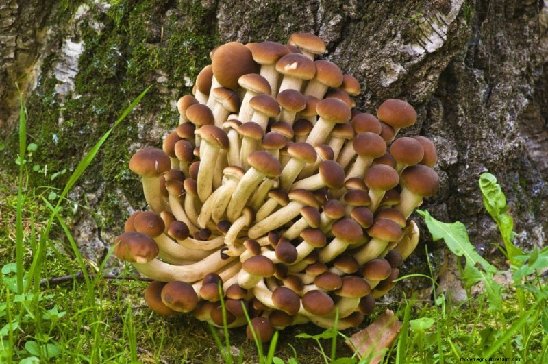 Pioppino Mushrooms: A Comprehensive Guide to Flavor, Foraging & Cooking