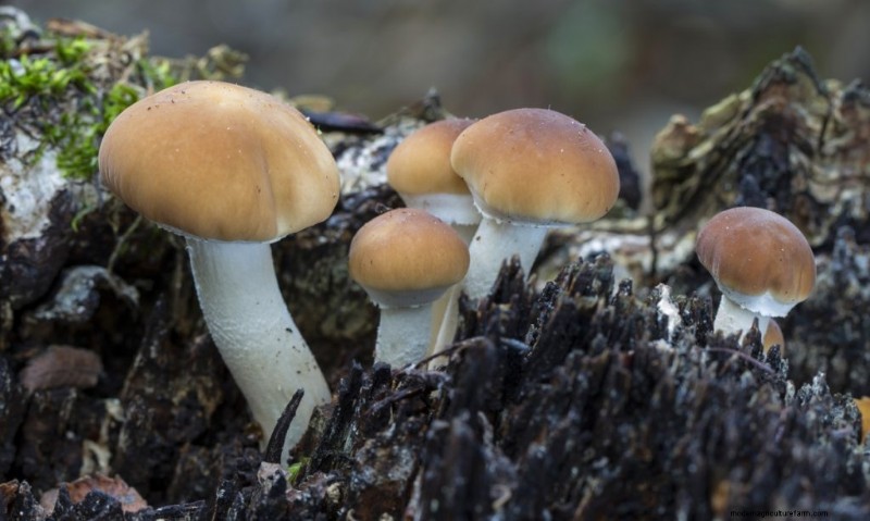 Pioppino Mushrooms: A Comprehensive Guide to Flavor, Foraging & Cooking