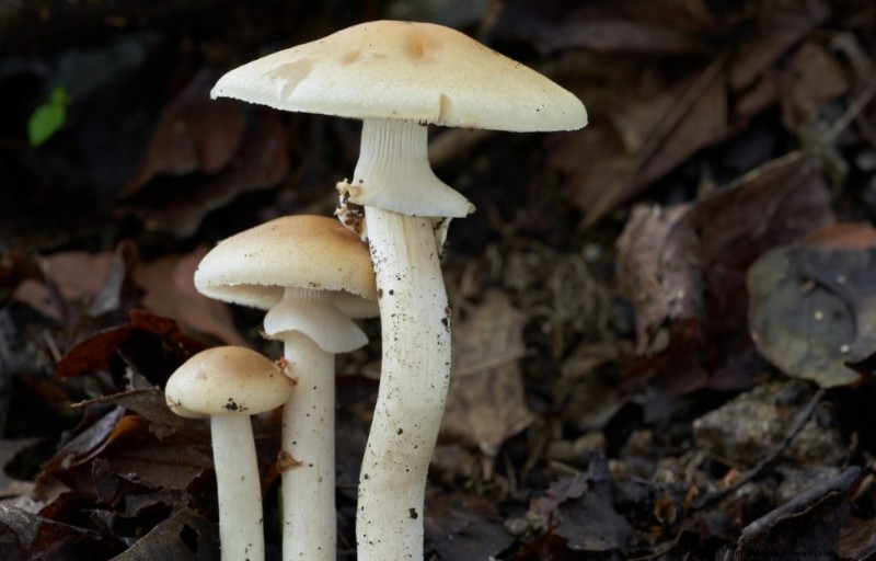 Pioppino Mushrooms: A Comprehensive Guide to Flavor, Foraging & Cooking