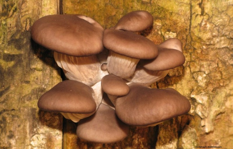 Pioppino Mushrooms: A Comprehensive Guide to Flavor, Foraging & Cooking