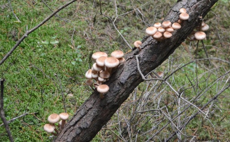 Pioppino Mushrooms: A Comprehensive Guide to Flavor, Foraging & Cooking