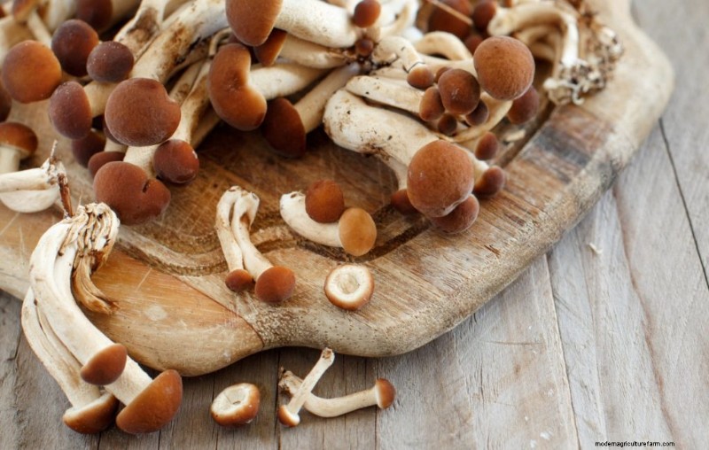 Pioppino Mushrooms: A Comprehensive Guide to Flavor, Foraging & Cooking