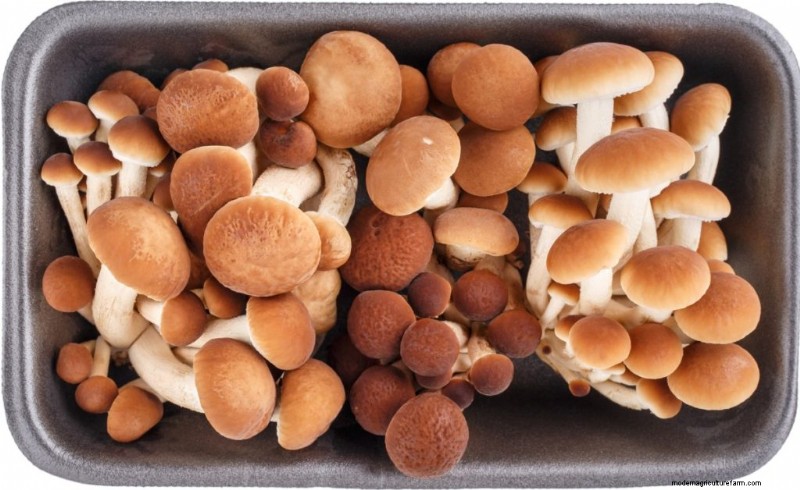 Pioppino Mushrooms: A Comprehensive Guide to Flavor, Foraging & Cooking