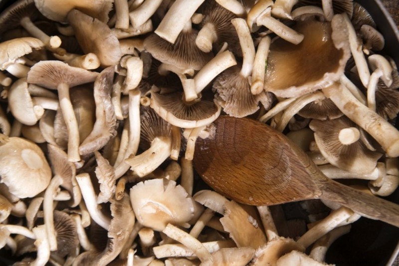 Pioppino Mushrooms: A Comprehensive Guide to Flavor, Foraging & Cooking