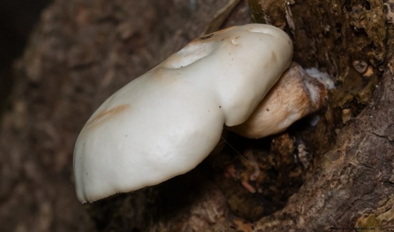 Elm Oyster Mushrooms: A Comprehensive Growing Guide