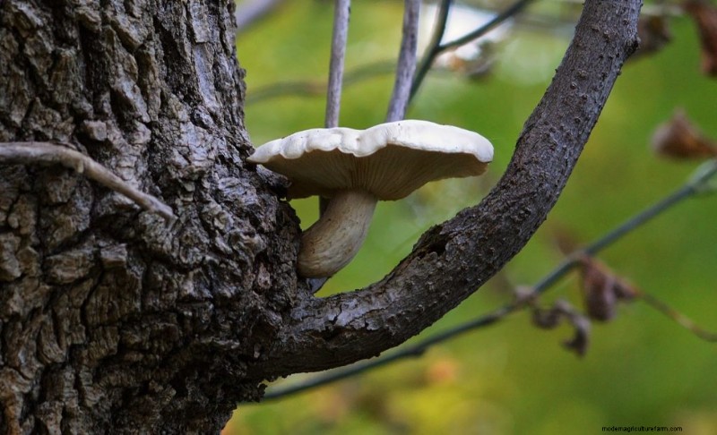 Elm Oyster Mushrooms: A Comprehensive Growing Guide