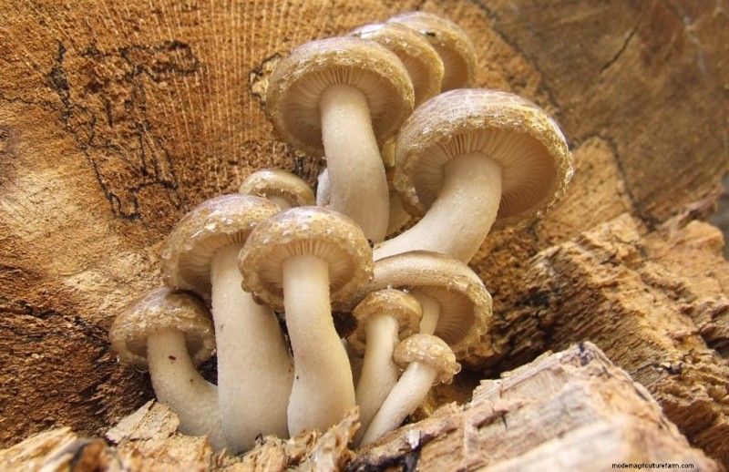 Elm Oyster Mushrooms: A Comprehensive Growing Guide