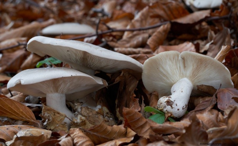 Elm Oyster Mushrooms: A Comprehensive Growing Guide