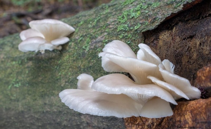 Elm Oyster Mushrooms: A Comprehensive Growing Guide
