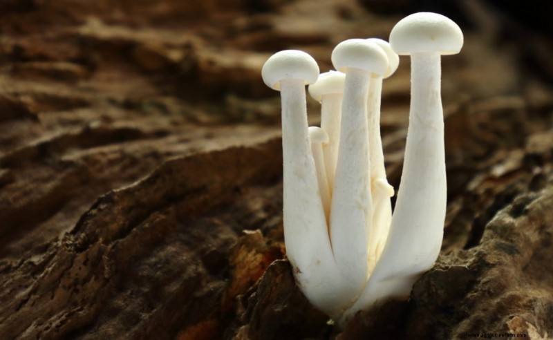Elm Oyster Mushrooms: A Comprehensive Growing Guide