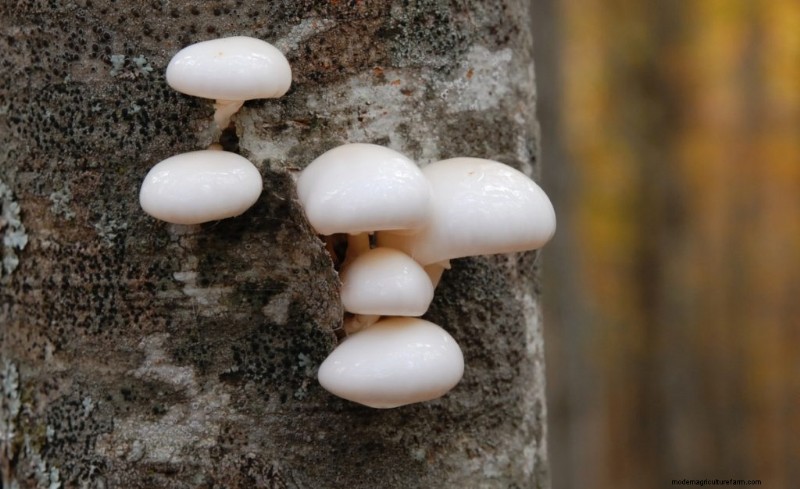Elm Oyster Mushrooms: A Comprehensive Growing Guide