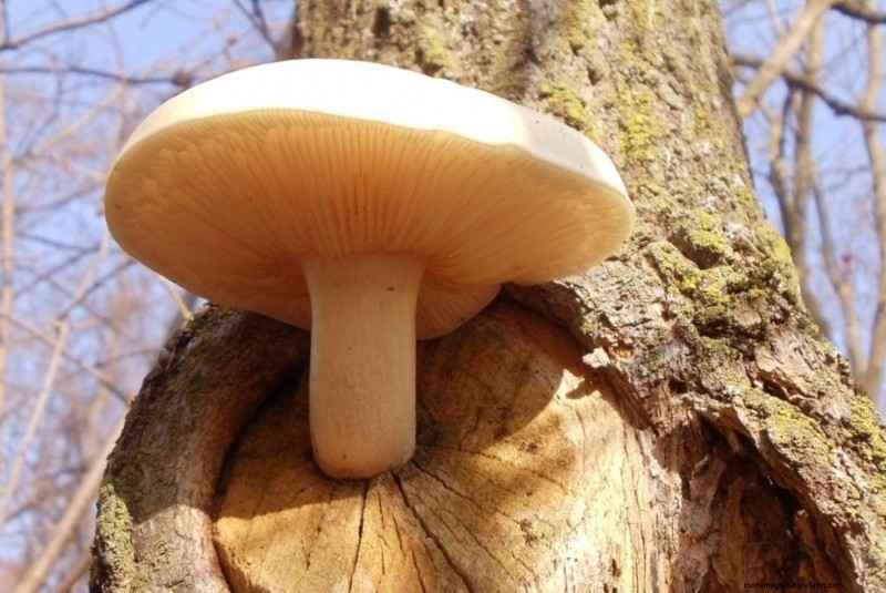 Elm Oyster Mushrooms: A Comprehensive Growing Guide