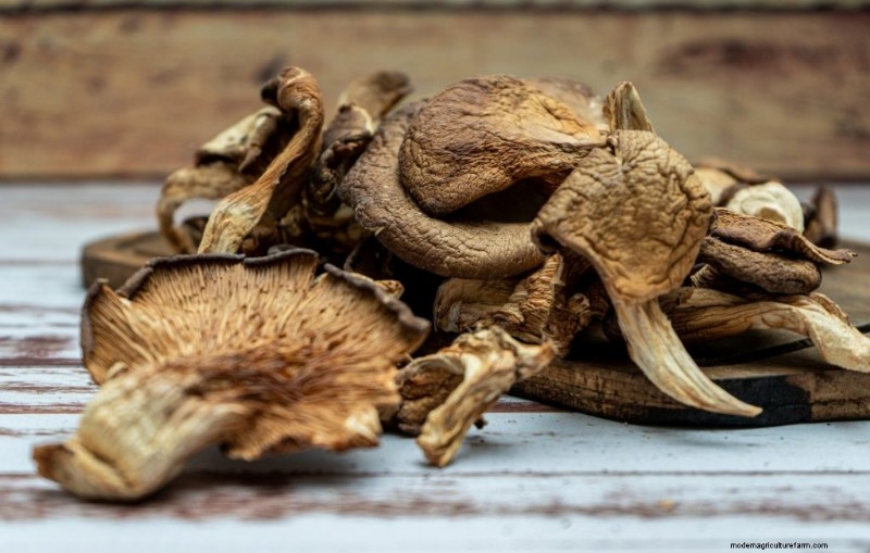Elm Oyster Mushrooms: A Comprehensive Growing Guide