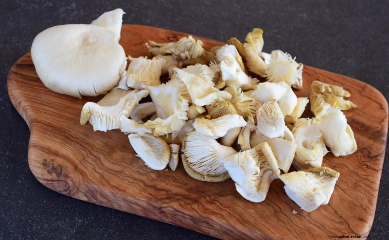 Elm Oyster Mushrooms: A Comprehensive Growing Guide
