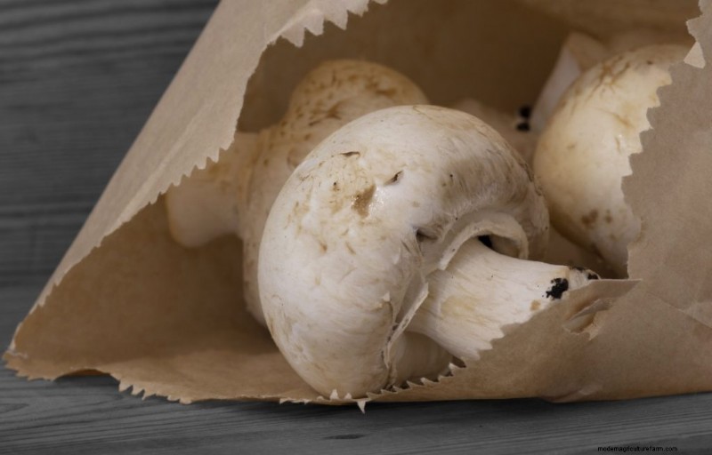 Expert Guide: How to Store Mushrooms for Maximum Freshness