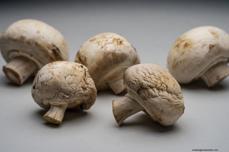 Expert Guide: How to Store Mushrooms for Maximum Freshness