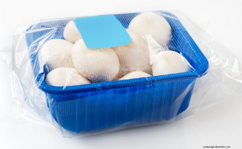 Expert Guide: How to Store Mushrooms for Maximum Freshness