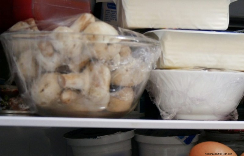 Expert Guide: How to Store Mushrooms for Maximum Freshness