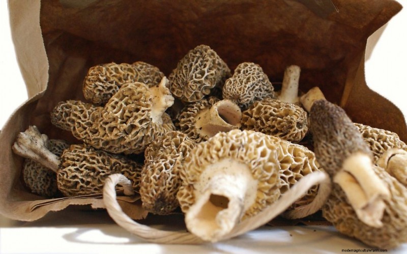 Expert Guide: How to Store Mushrooms for Maximum Freshness