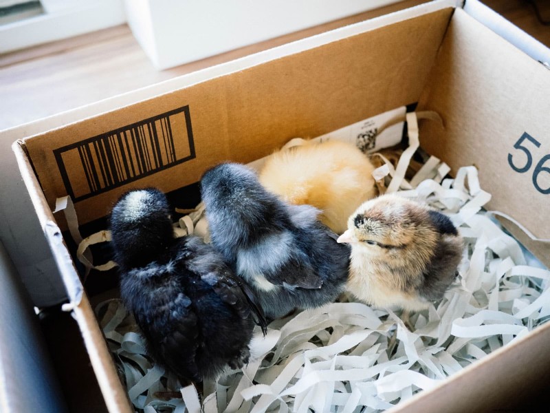 Raising Healthy Baby Chicks: A Comprehensive Guide for Beginners
