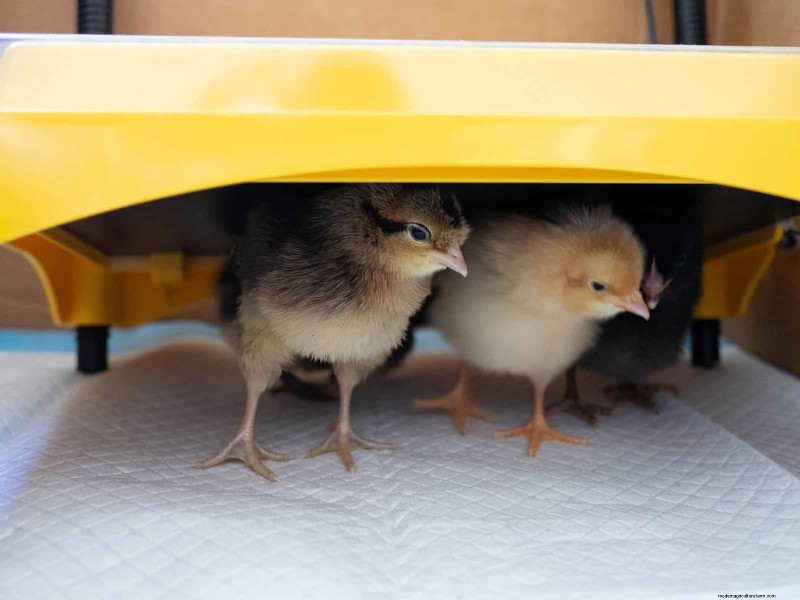 Raising Healthy Baby Chicks: A Comprehensive Guide for Beginners