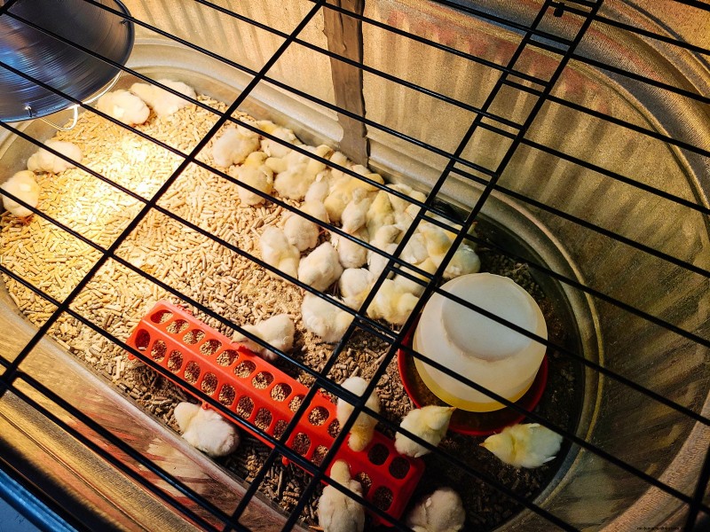 Raising Healthy Baby Chicks: A Comprehensive Guide for Beginners
