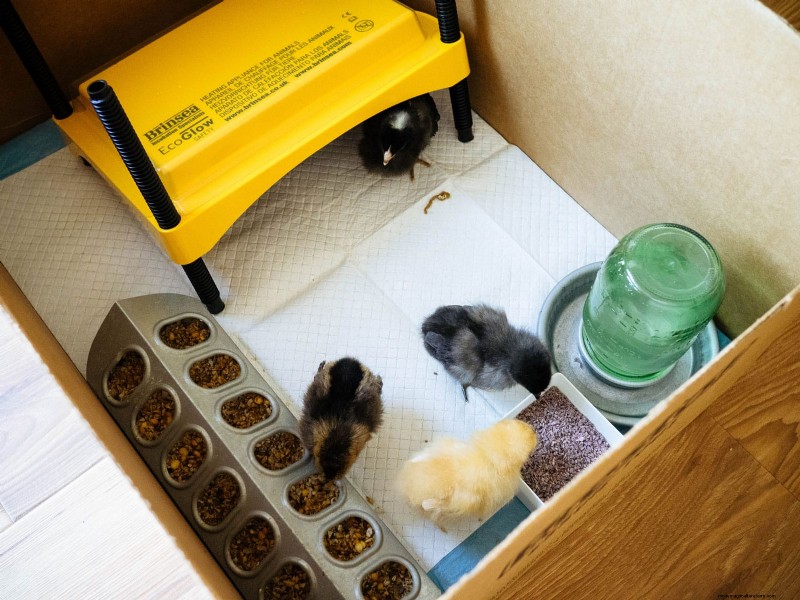 Raising Healthy Baby Chicks: A Comprehensive Guide for Beginners