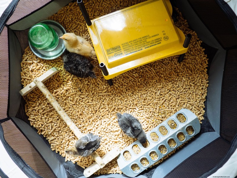 Raising Healthy Baby Chicks: A Comprehensive Guide for Beginners