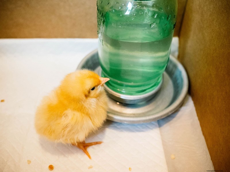 Raising Healthy Baby Chicks: A Comprehensive Guide for Beginners