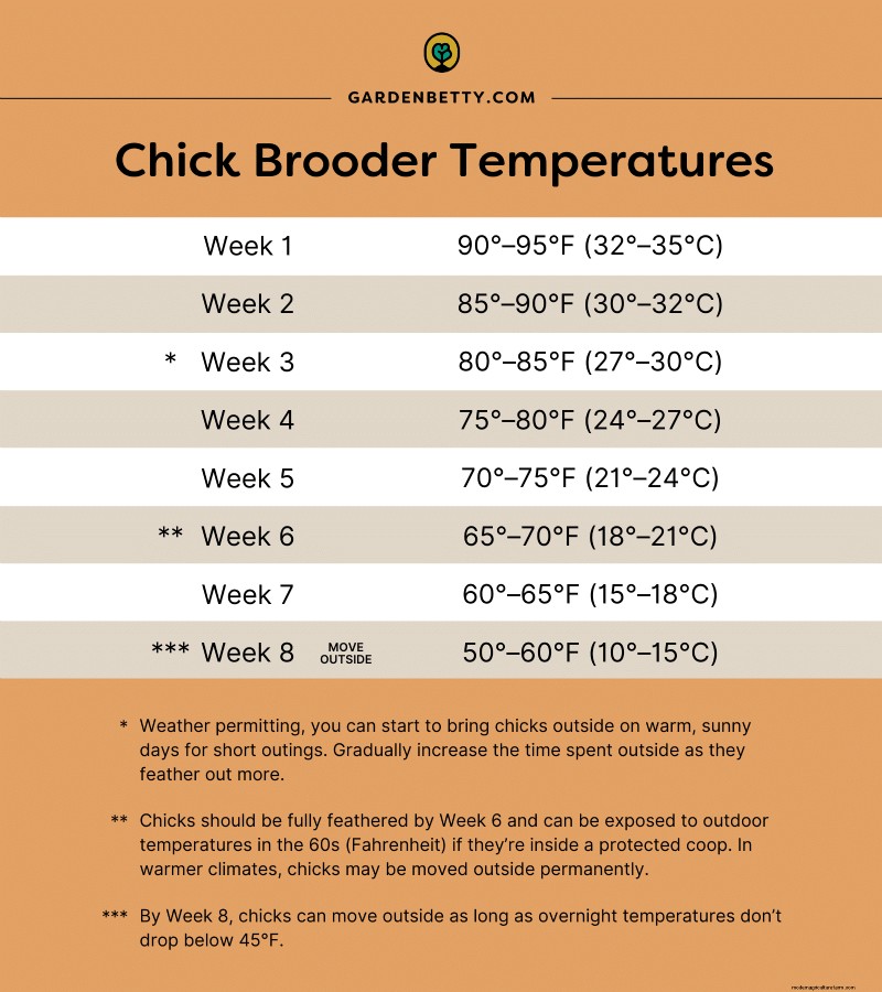 Raising Healthy Baby Chicks: A Comprehensive Guide for Beginners