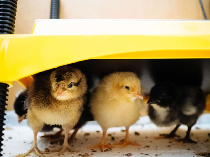 Raising Healthy Baby Chicks: A Comprehensive Guide for Beginners