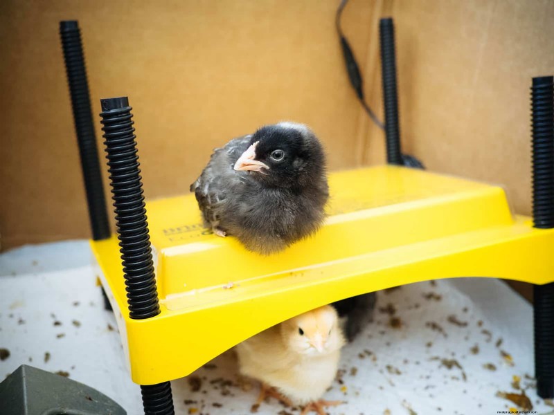 Raising Healthy Baby Chicks: A Comprehensive Guide for Beginners