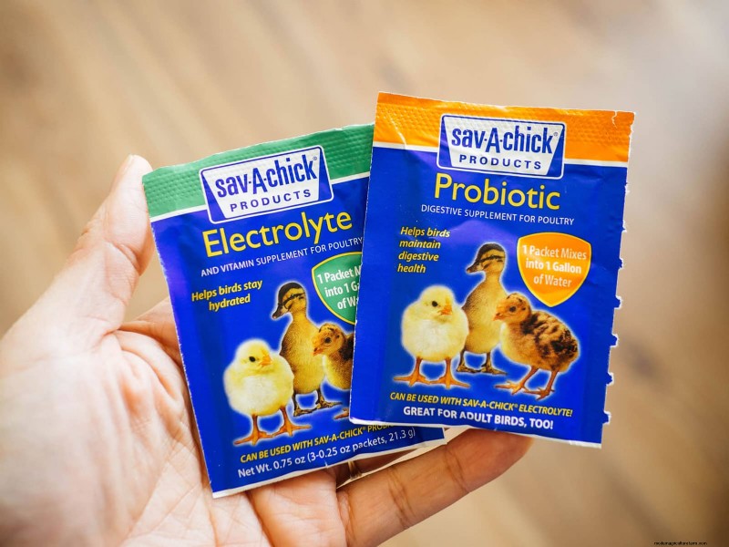 Raising Healthy Baby Chicks: A Comprehensive Guide for Beginners