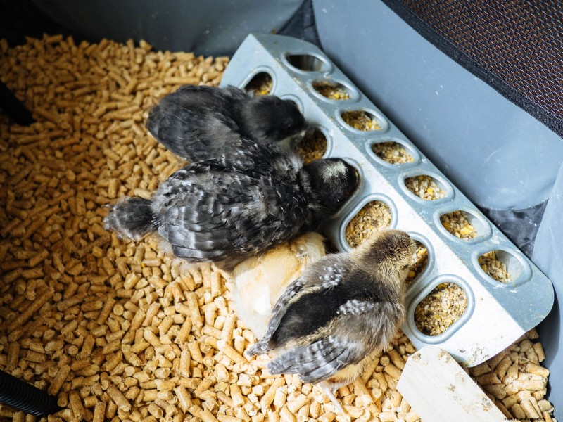 Raising Healthy Baby Chicks: A Comprehensive Guide for Beginners
