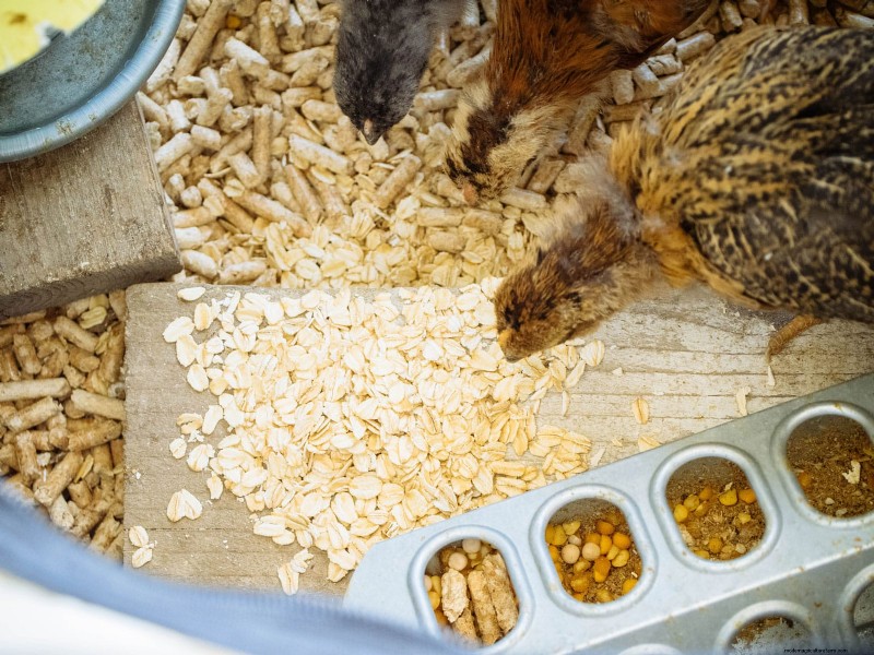 Raising Healthy Baby Chicks: A Comprehensive Guide for Beginners