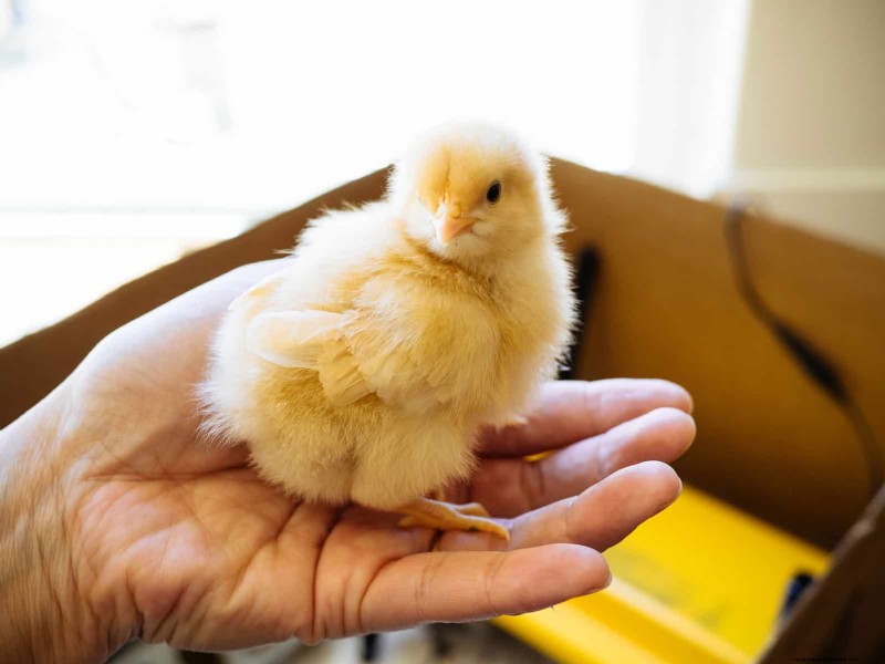 Raising Healthy Baby Chicks: A Comprehensive Guide for Beginners