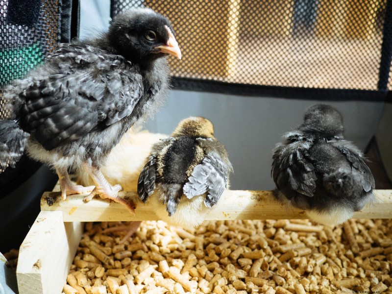 Raising Healthy Baby Chicks: A Comprehensive Guide for Beginners