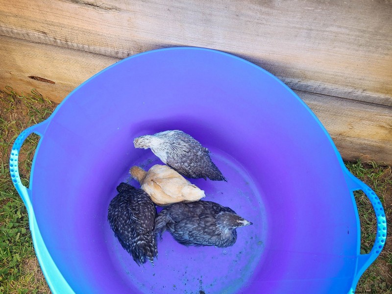 Raising Healthy Baby Chicks: A Comprehensive Guide for Beginners