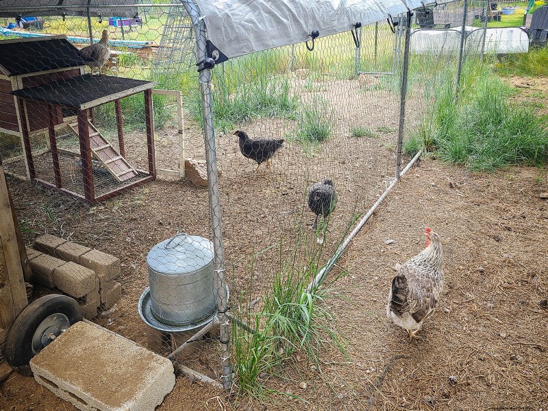 Raising Healthy Baby Chicks: A Comprehensive Guide for Beginners