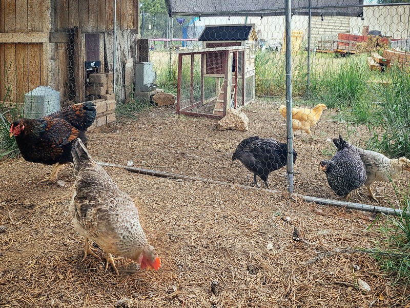 Raising Healthy Baby Chicks: A Comprehensive Guide for Beginners