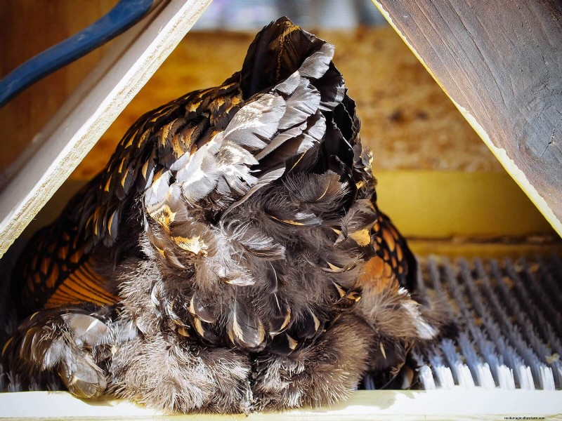 Understanding Broodiness in Chickens: Causes & Management
