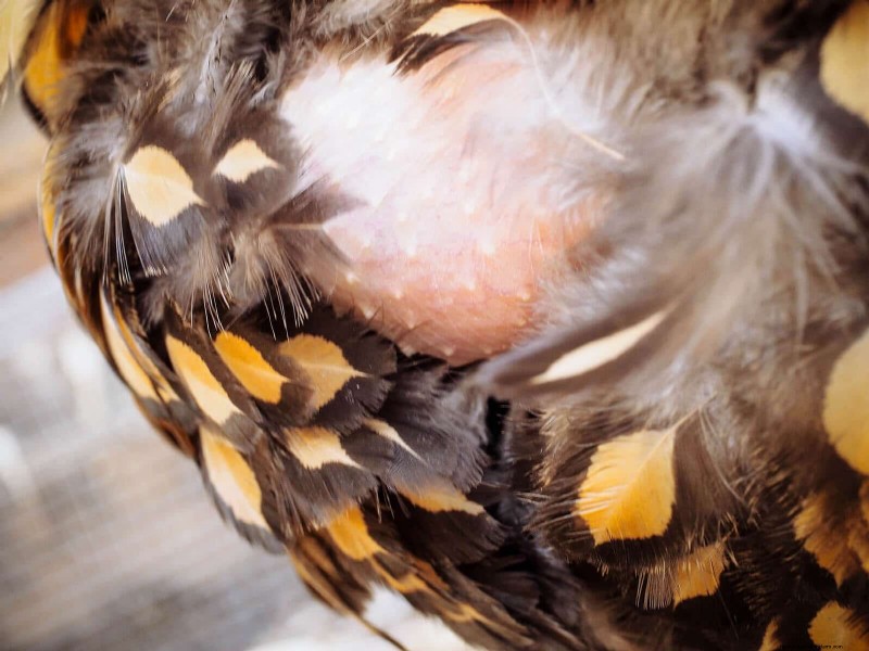 Understanding Broodiness in Chickens: Causes & Management